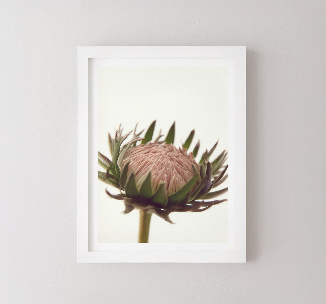 PROTEA LOVE