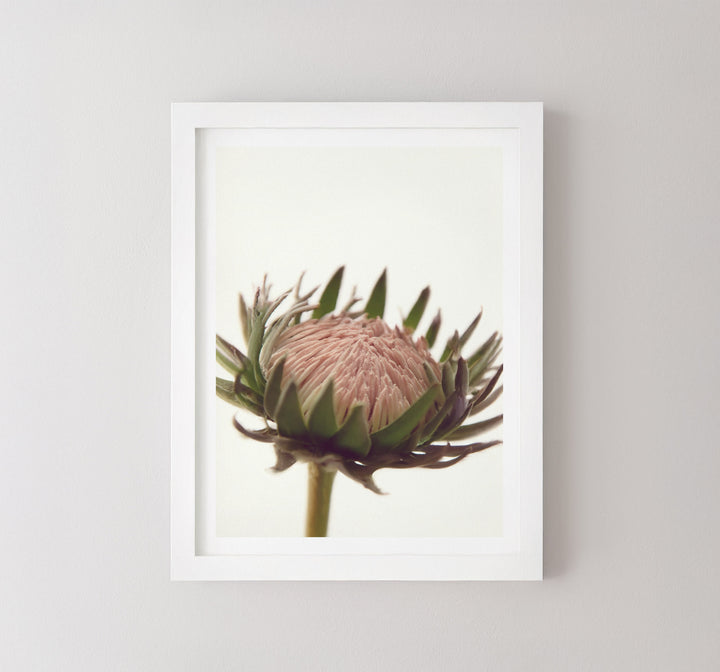 PROTEA LOVE