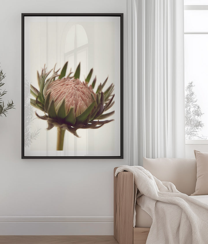 PROTEA LOVE