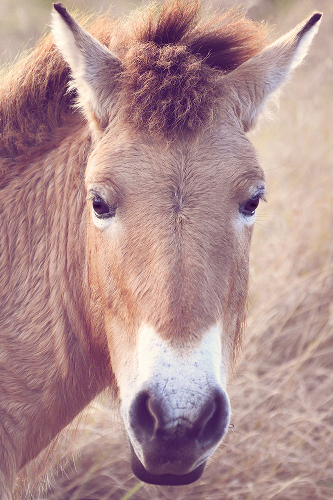 PRZEWALSKI STARE