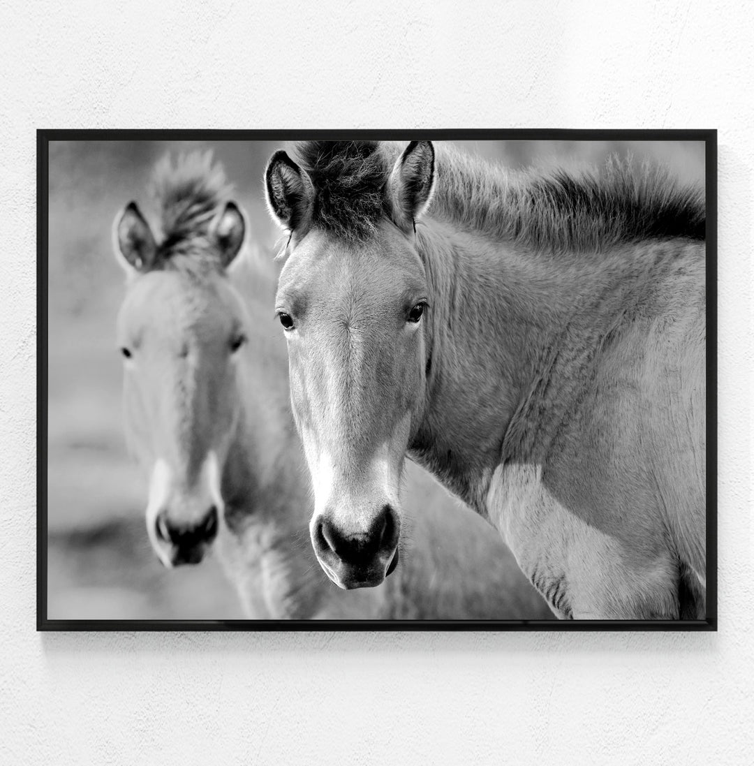 PRZEWALSKI PAIR BLACK AND WHITE