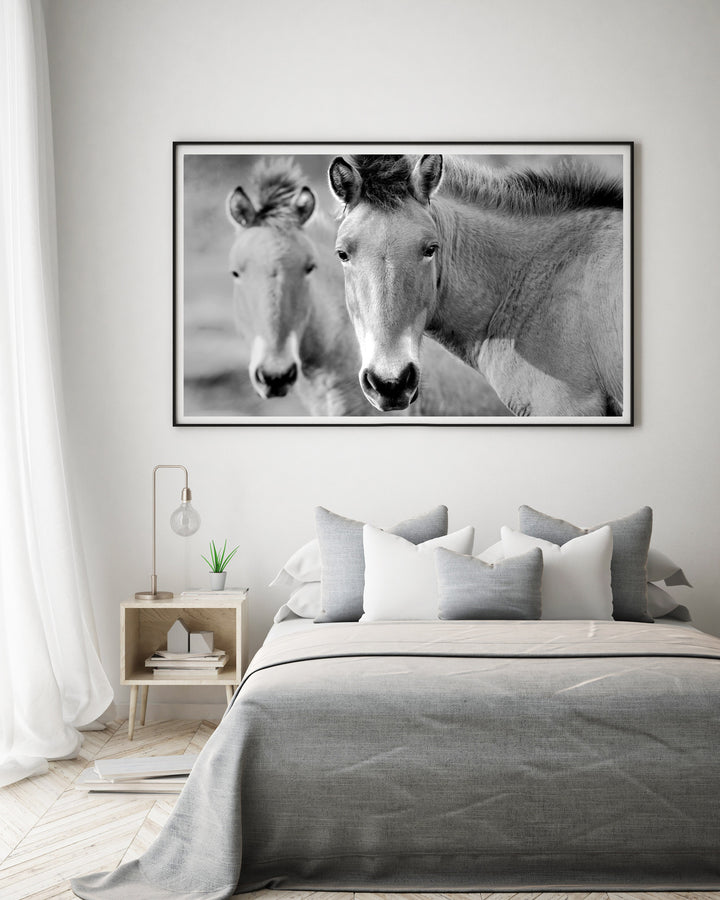 PRZEWALSKI PAIR BLACK AND WHITE
