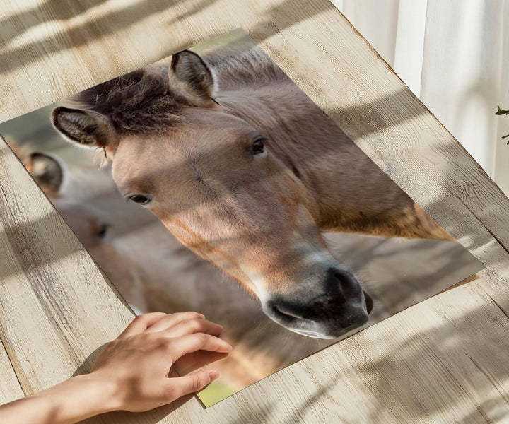 PRZEWALSKI PONY