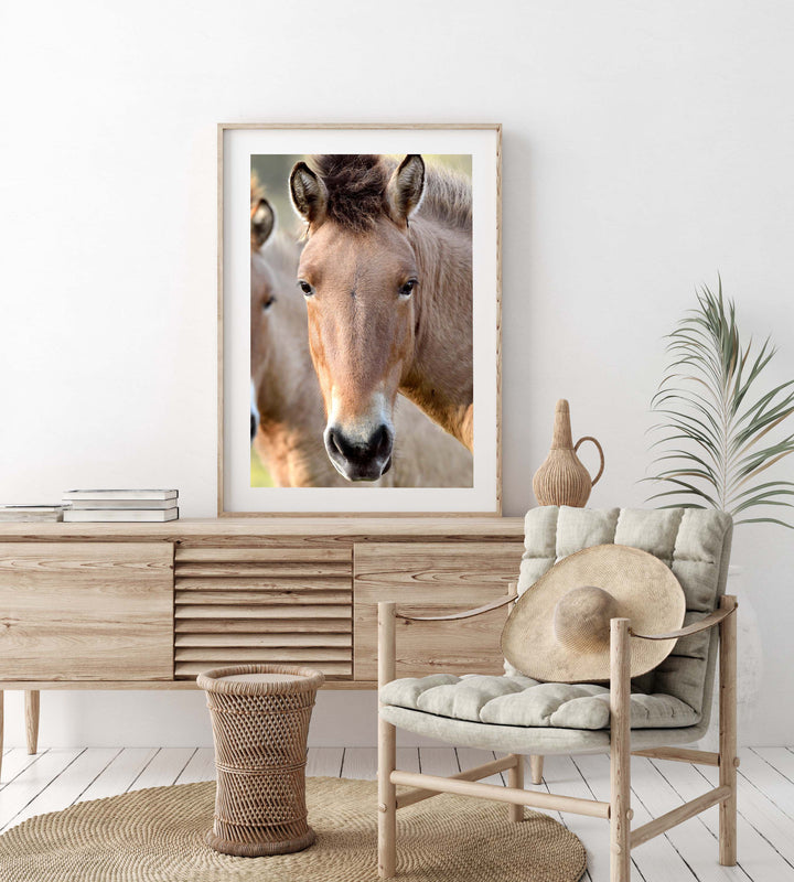 PRZEWALSKI PONY