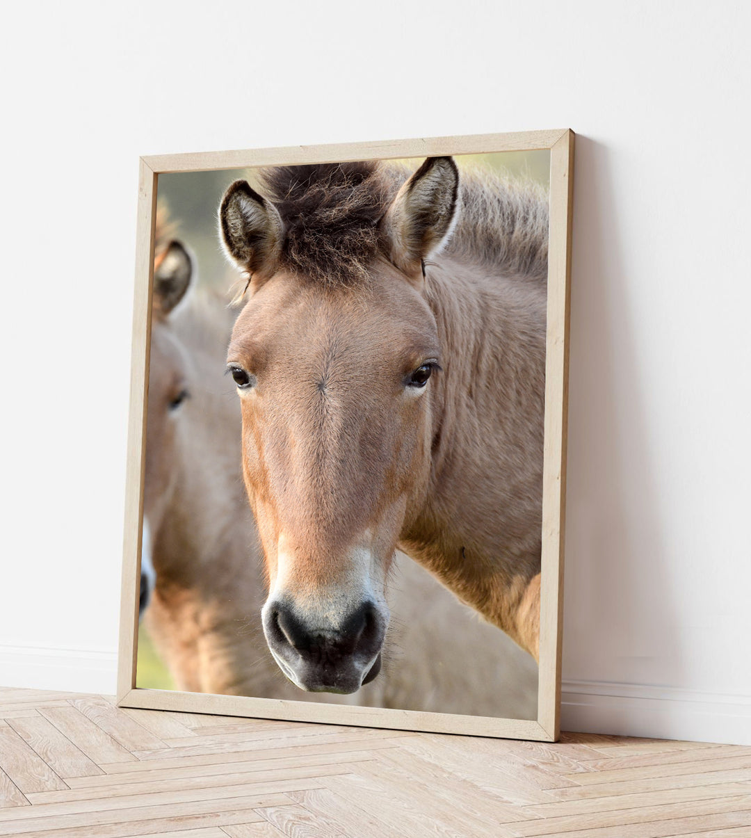 PRZEWALSKI PONY