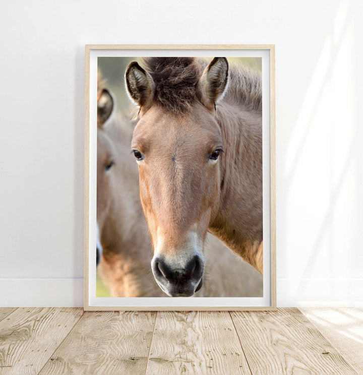 PRZEWALSKI PONY