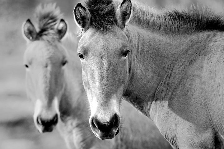 PRZEWALSKI PAIR BLACK AND WHITE
