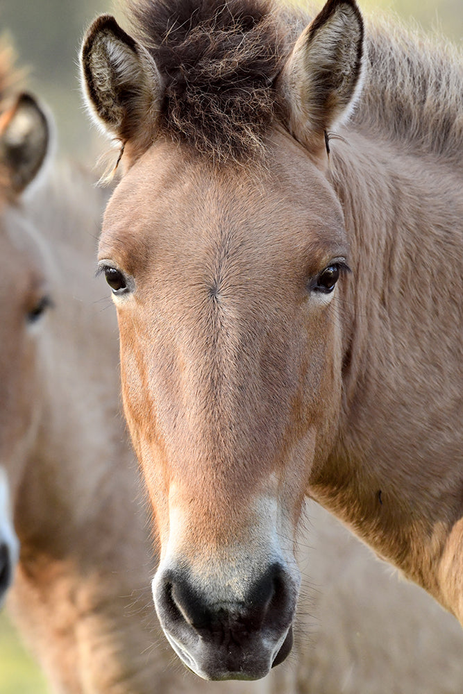 PRZEWALSKI PONY