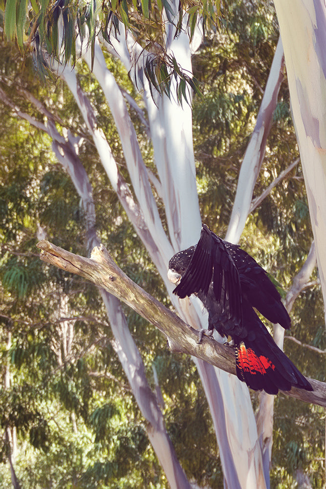 GLOSSY BLACK COCKATOO