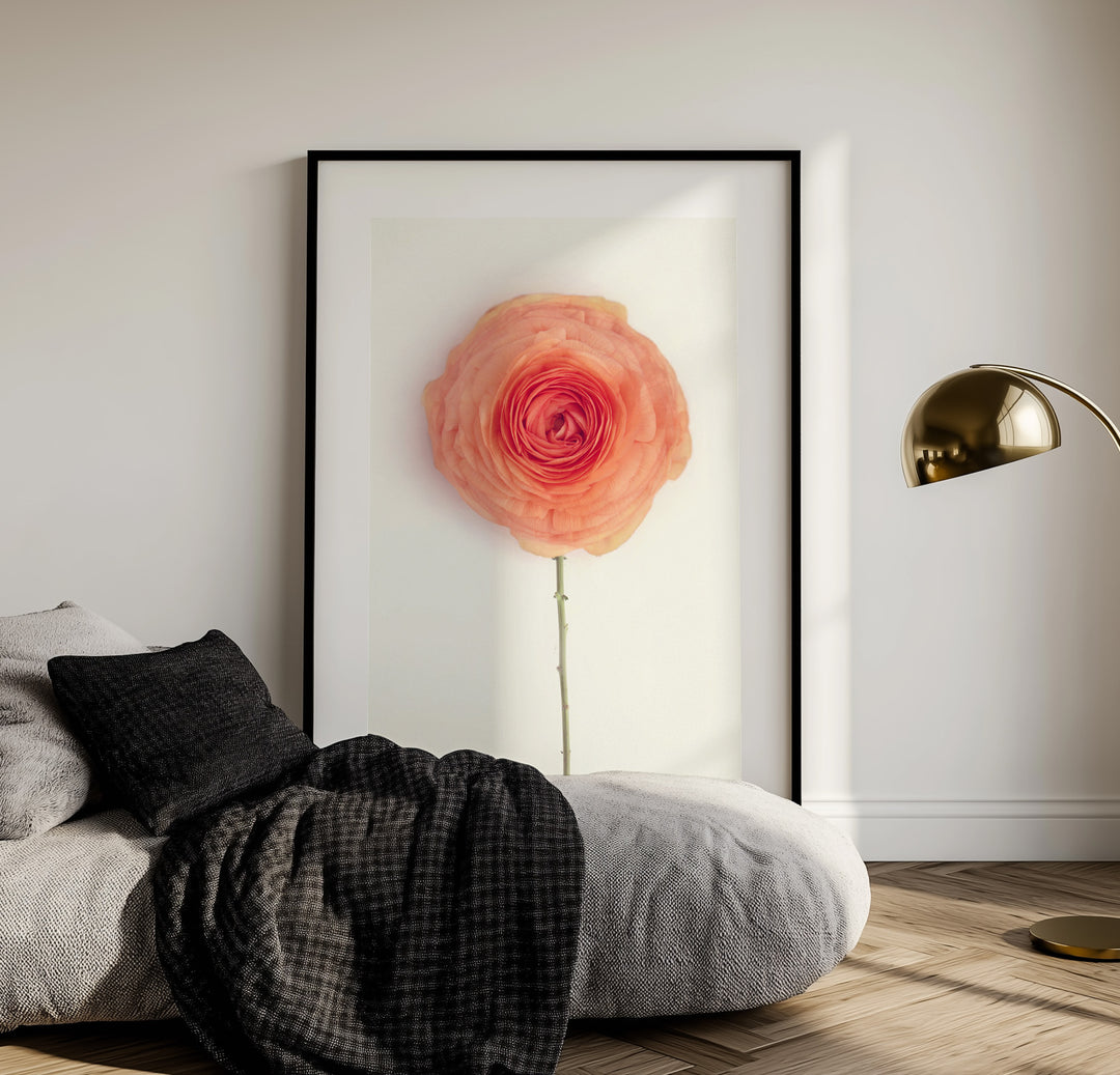 SOLO ORANGE RANUNCULUS