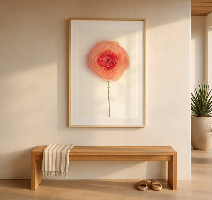 SOLO ORANGE RANUNCULUS