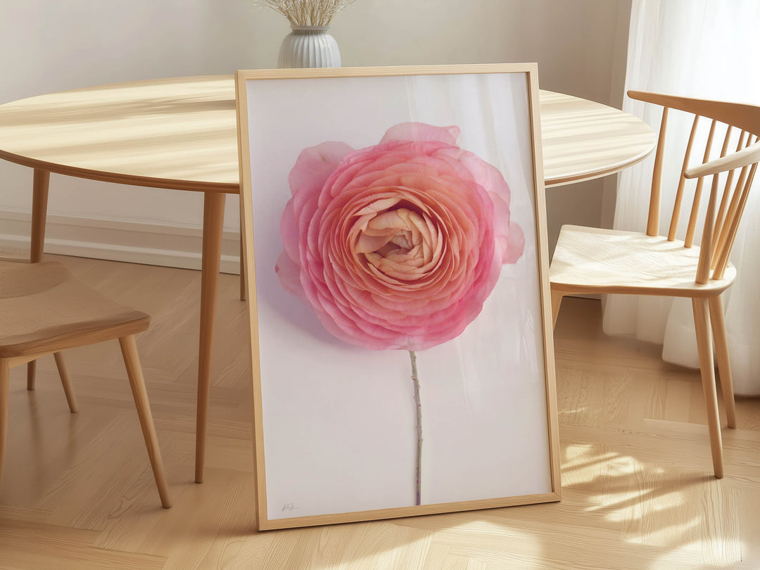 SOLO PINK RANUNCULUS