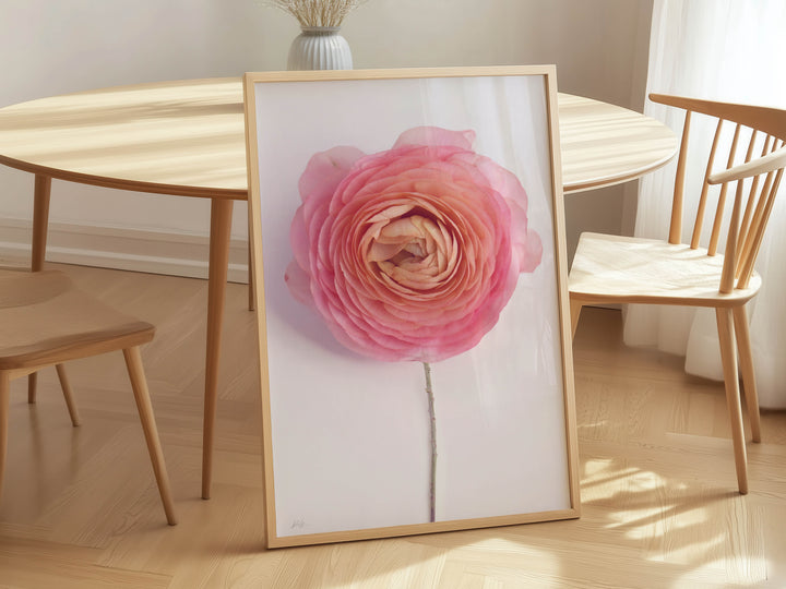 SOLO PINK RANUNCULUS