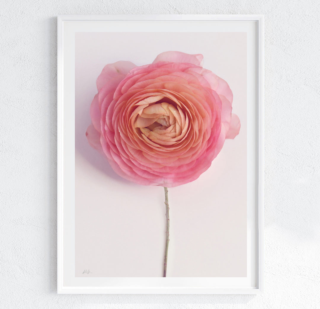 SOLO PINK RANUNCULUS