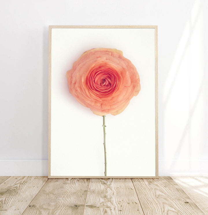 SOLO ORANGE RANUNCULUS