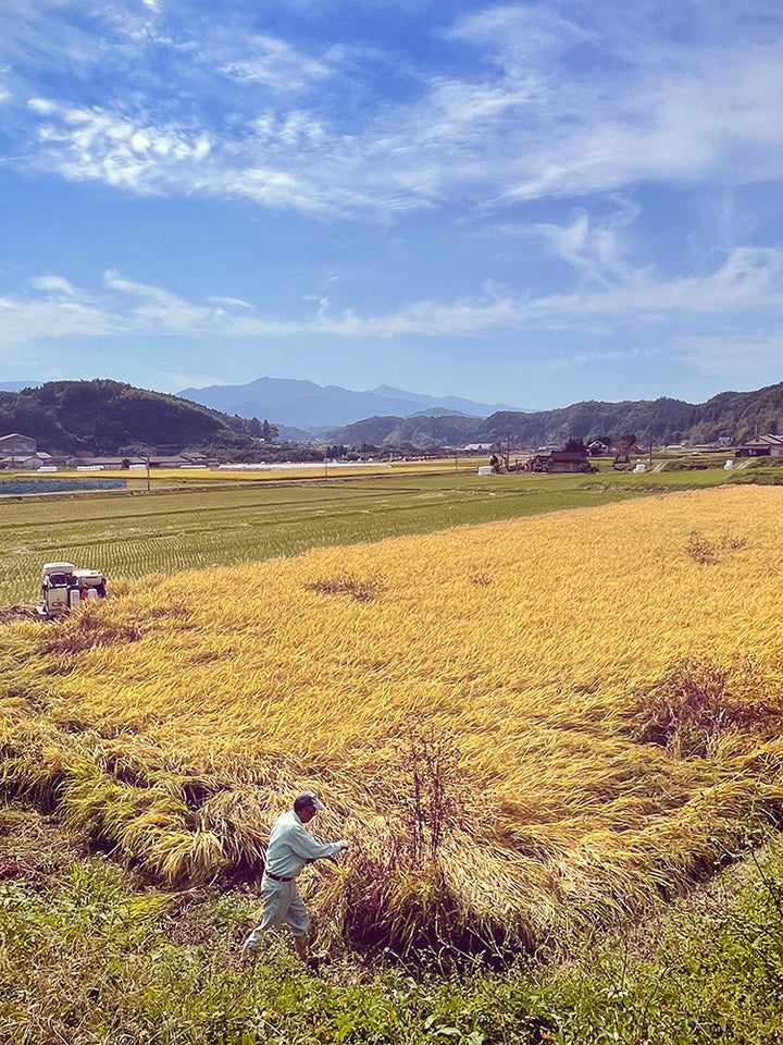 TAKEMA RICE FIELDS, JAPAN