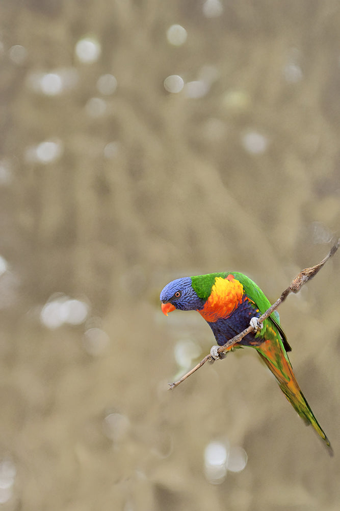 SET OF 2 - LORIKEET PAIR