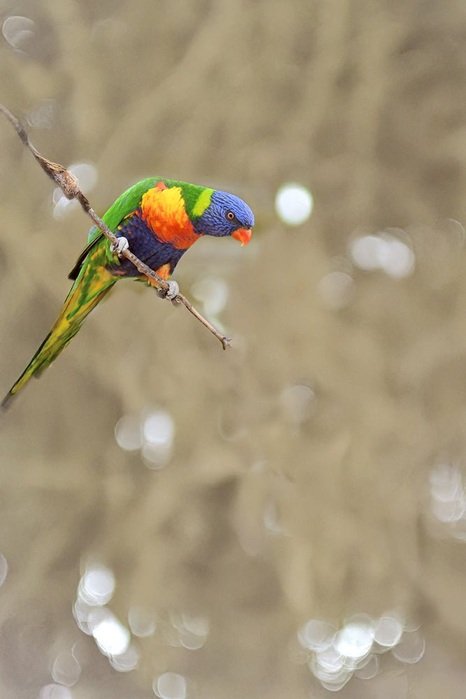 SET OF 2 - LORIKEET PAIR