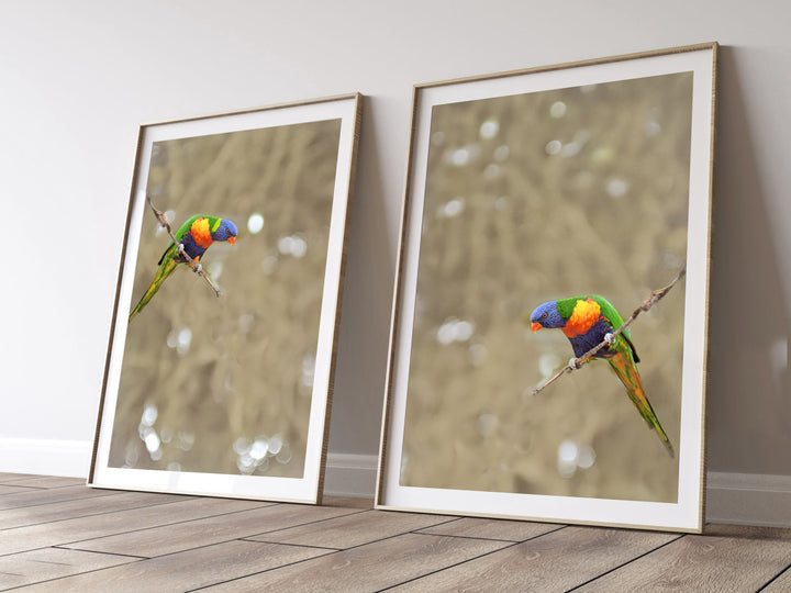 SET OF 2 - LORIKEET PAIR