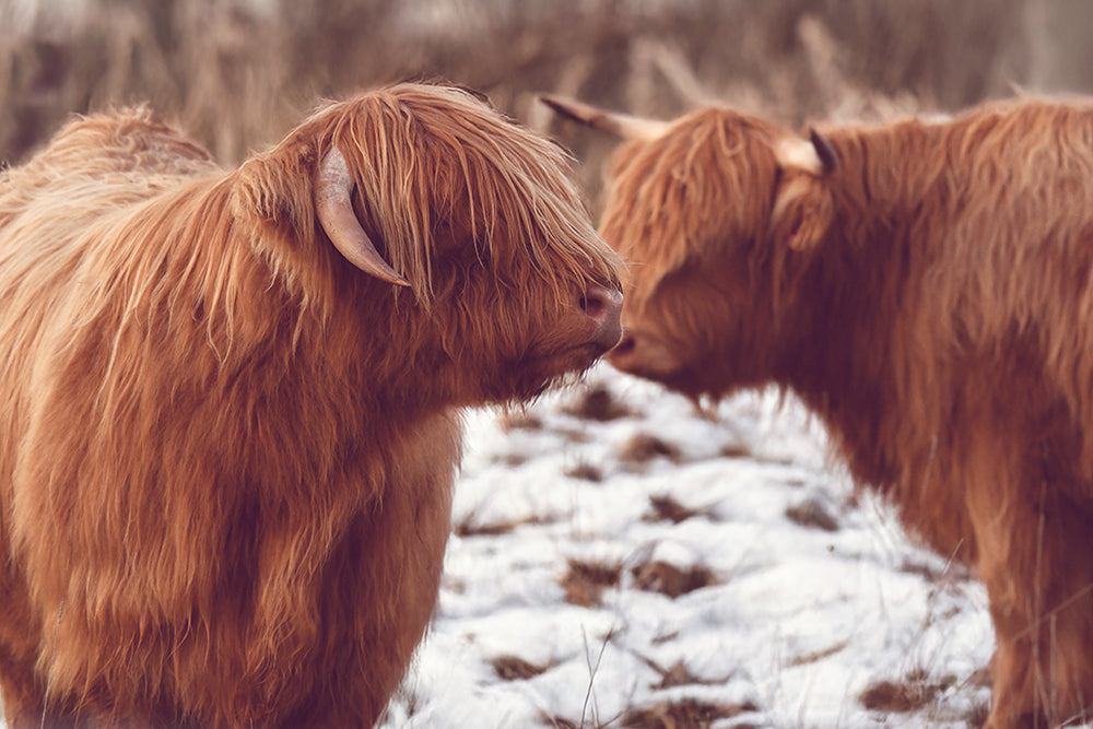 THE HIGHLAND PAIR