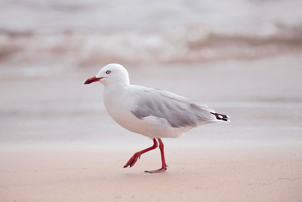 SET OF 2 - SUNRISE SEAGULL