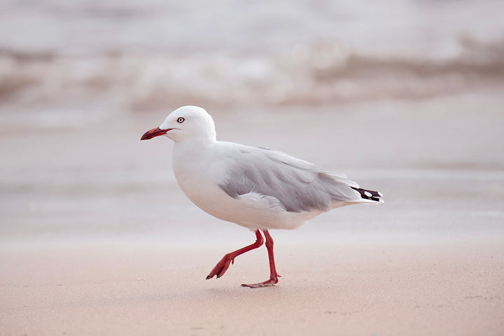 SET OF 2 - SUNRISE SEAGULL