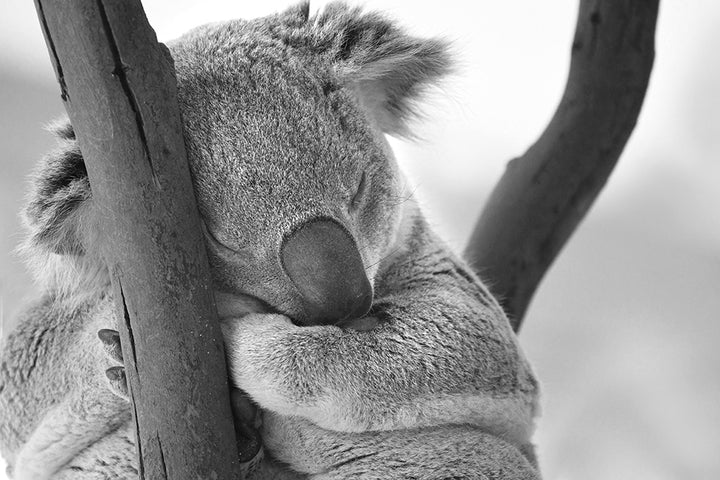 KENNY THE KOALA II BLACK AND WHITE