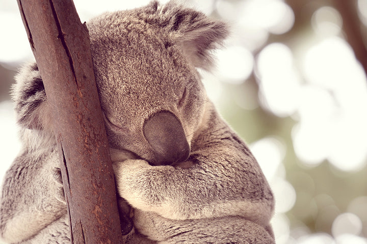 KOALA NAP