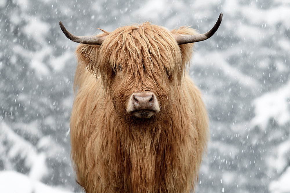 SNOWY HIGHLAND COW