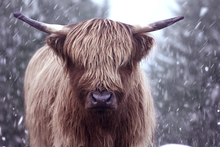 SNOWY HIGHLAND COW II