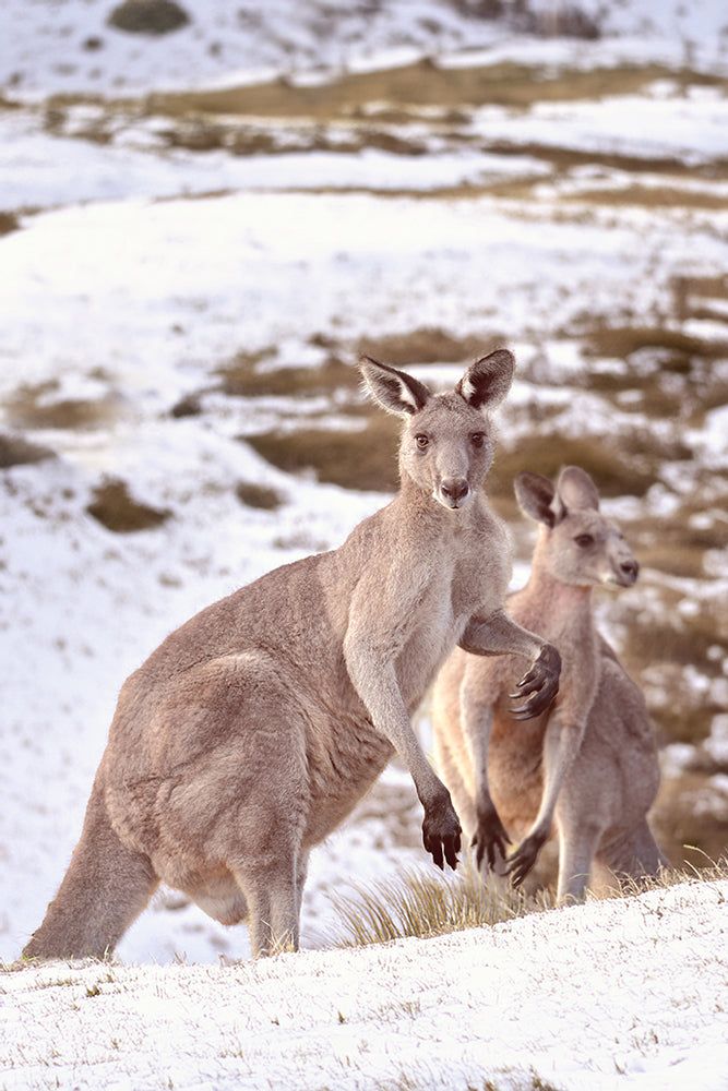 SNOWY MOUNTAINS ROOS