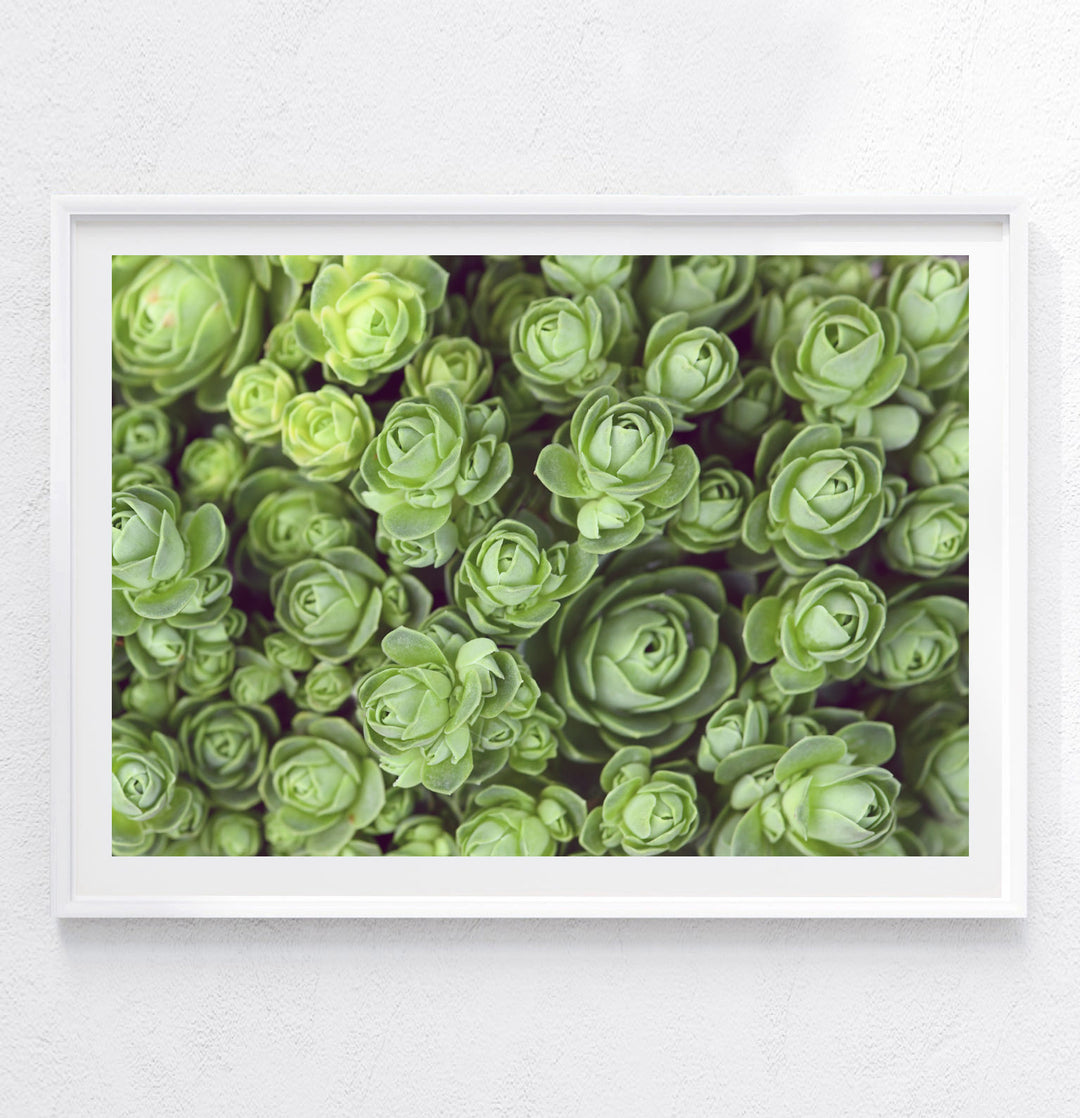 DODRANTALIS LANDSCAPE