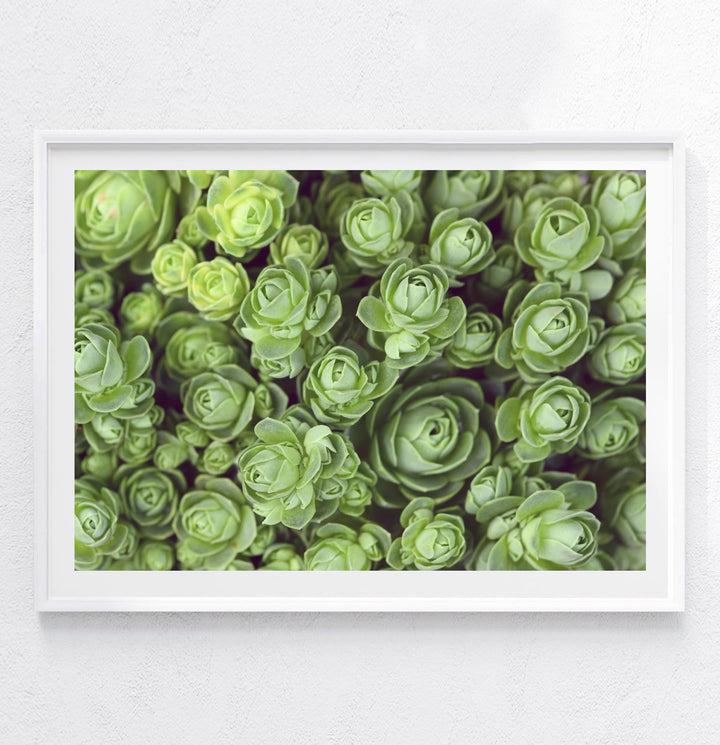 DODRANTALIS LANDSCAPE