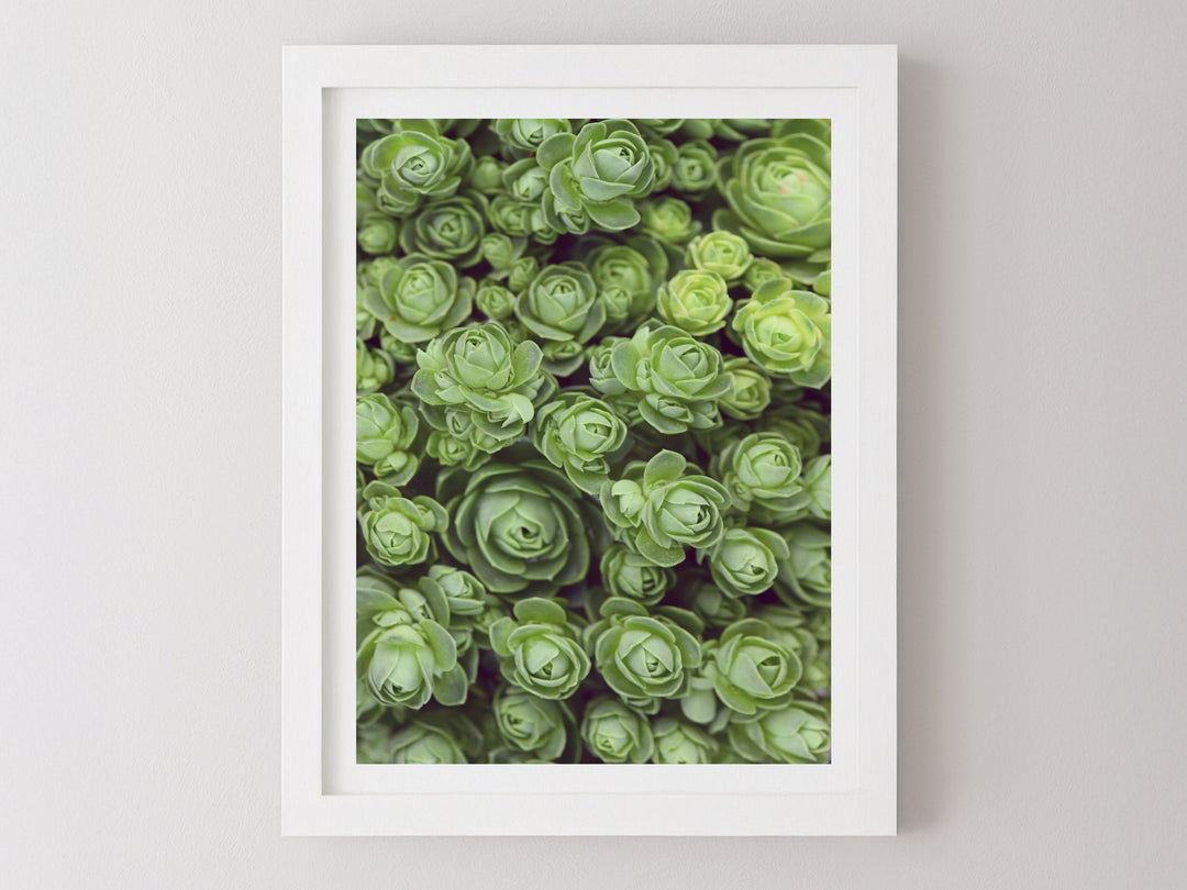 DODRANTALIS PORTRAIT