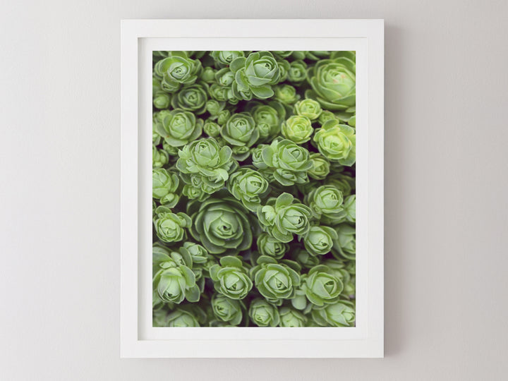 DODRANTALIS PORTRAIT