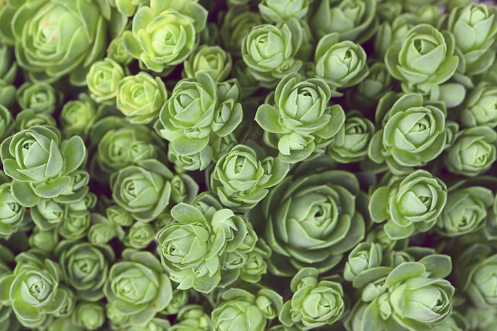 DODRANTALIS LANDSCAPE