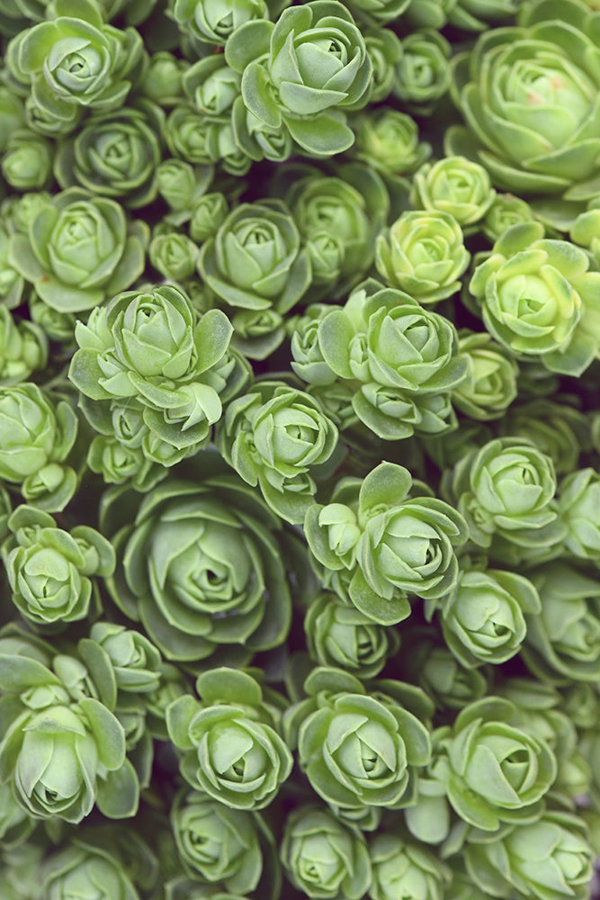 DODRANTALIS PORTRAIT