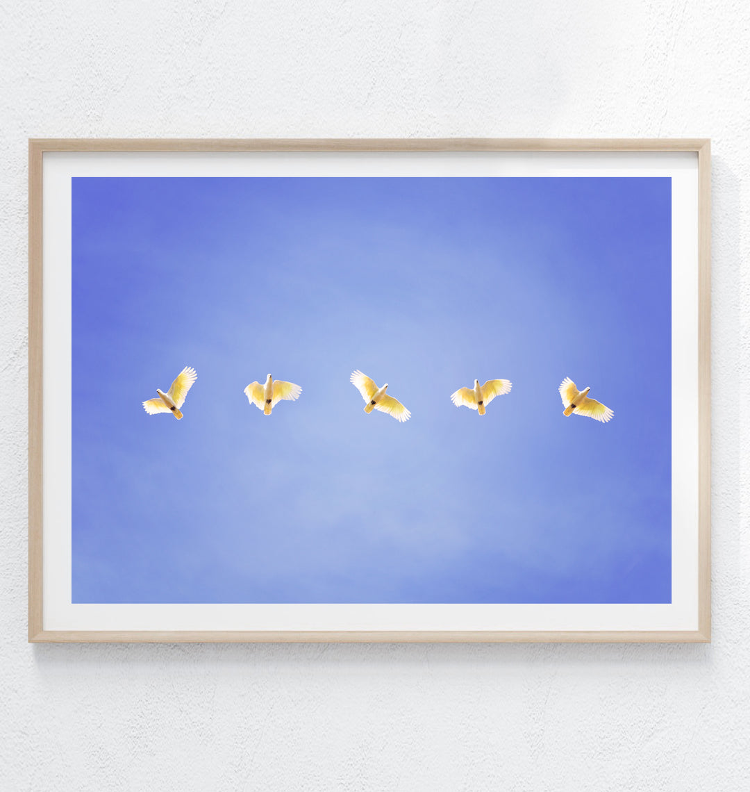 COCKATOO GANG