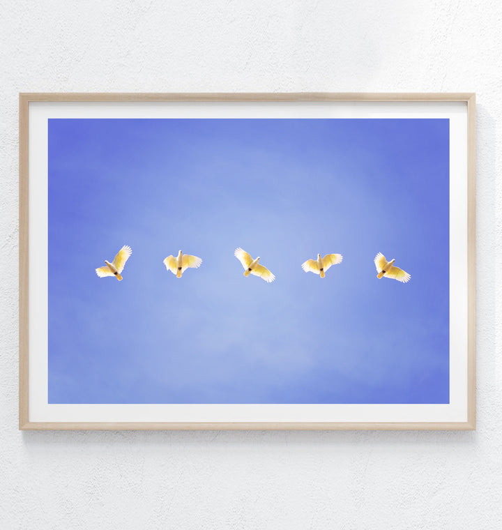 COCKATOO GANG