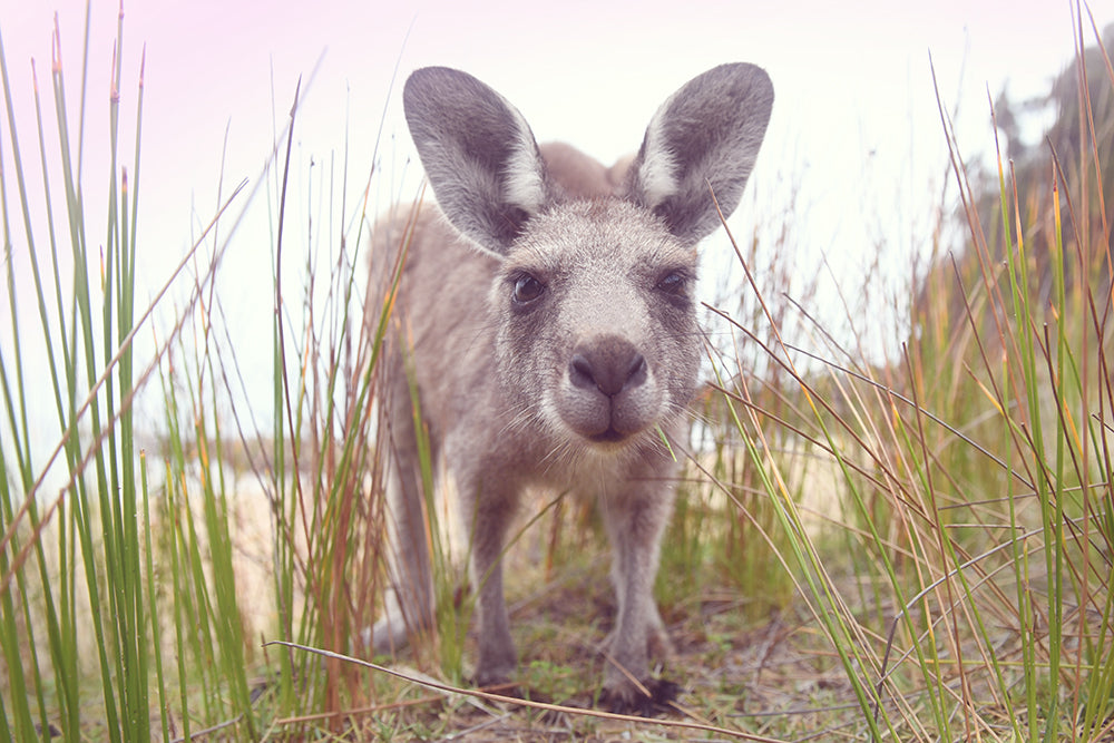 ROO CLOSE UP