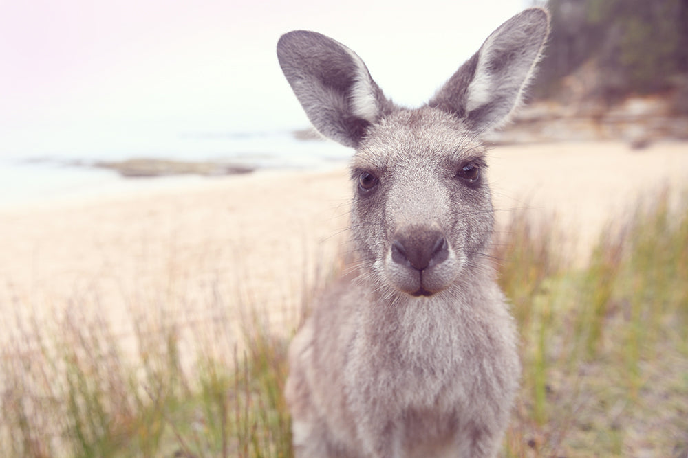 ROO STAND OFF