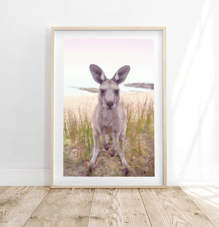 ROO STARE