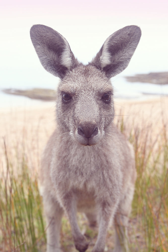 ROO STARE II