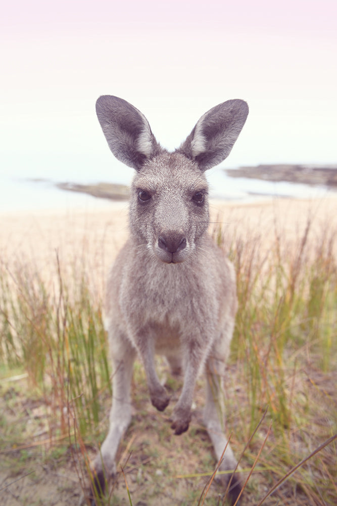 ROO STARE