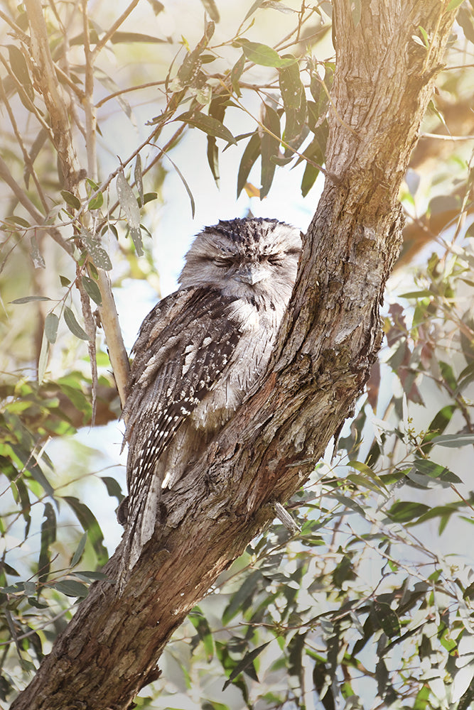 TAWNY