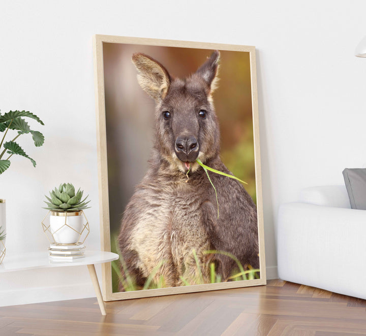 EVANDER THE WALLAROO