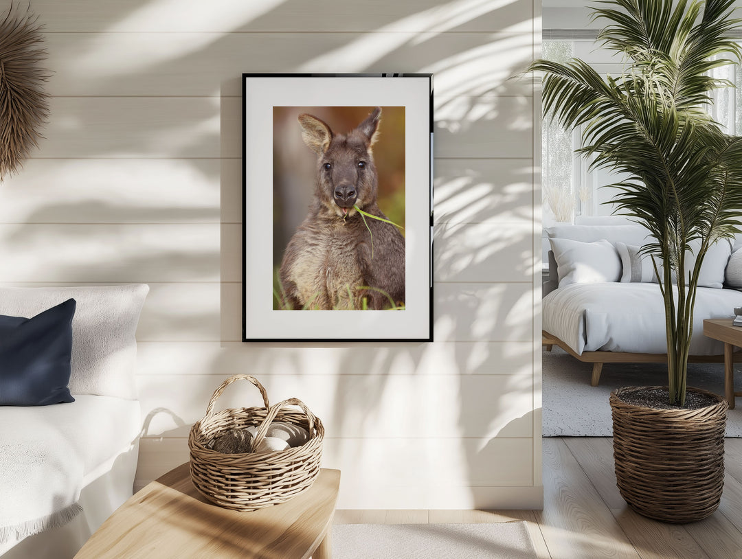 EVANDER THE WALLAROO