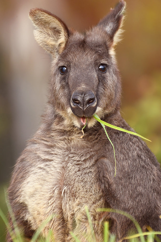 EVANDER THE WALLAROO