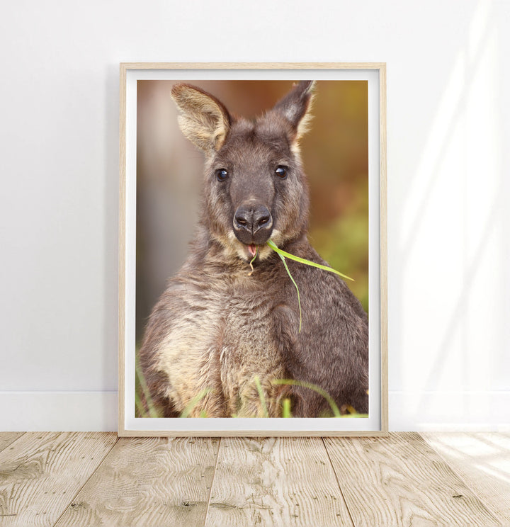 EVANDER THE WALLAROO