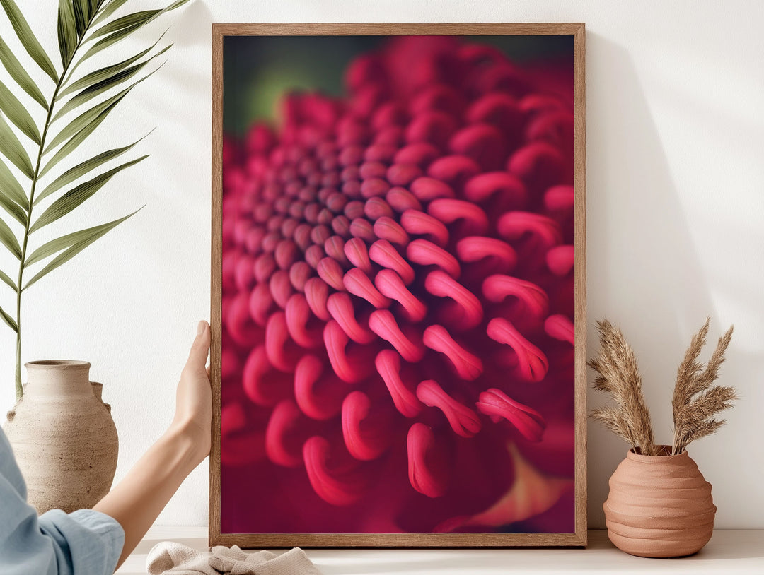 SPRING WARATAH